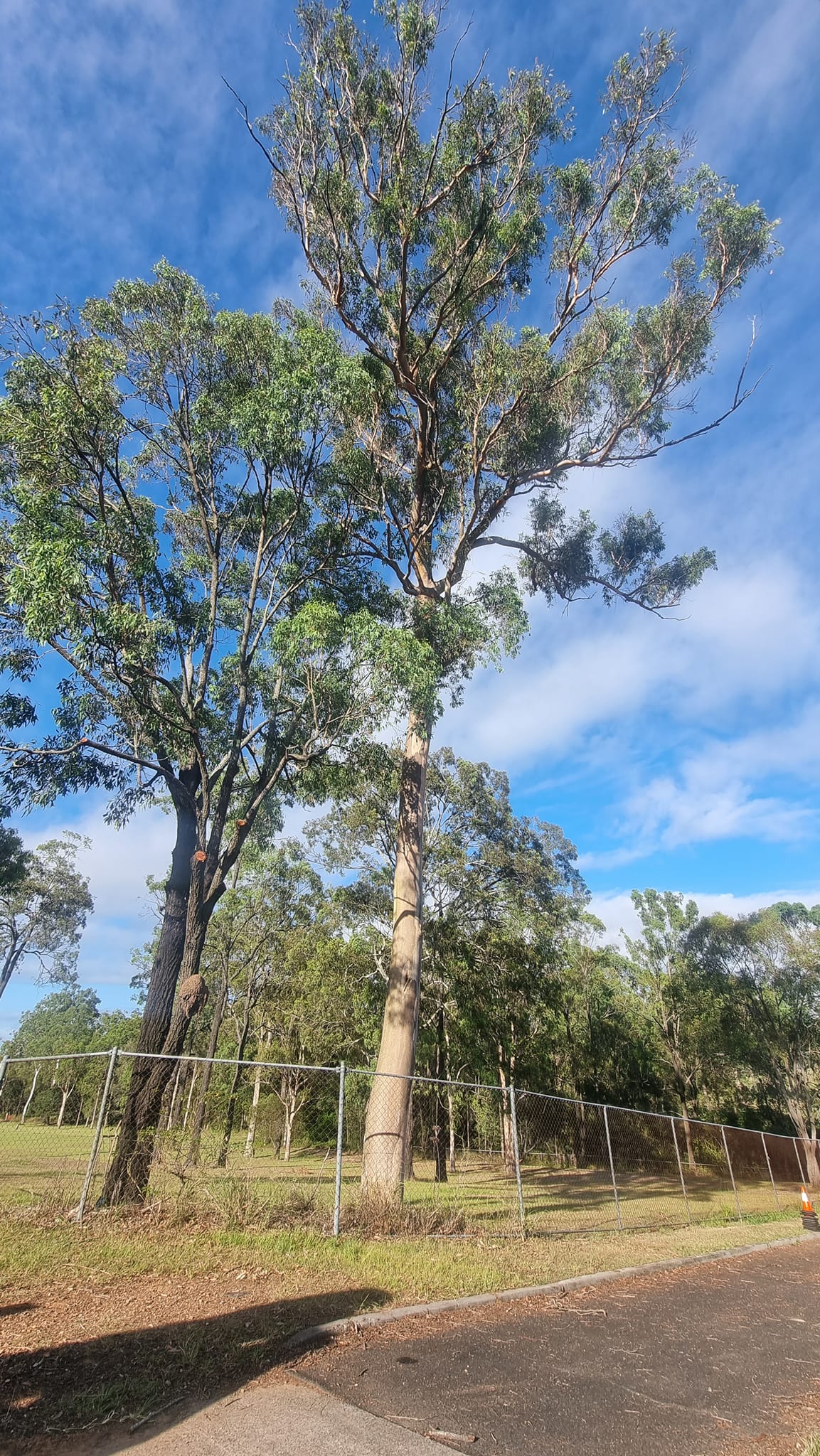 SafeWay Tree Service | Brisbane QLD