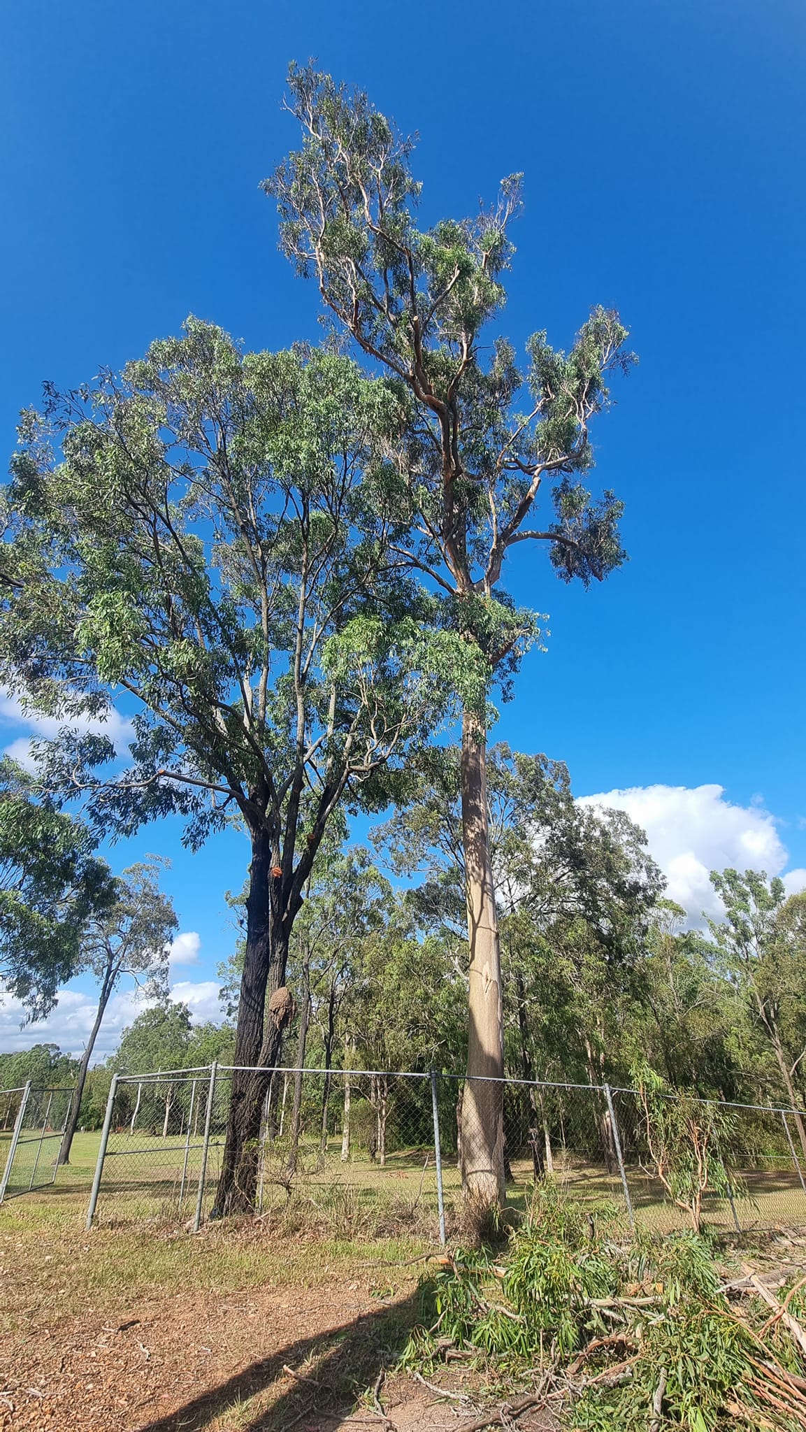 SafeWay Tree Service | Brisbane QLD