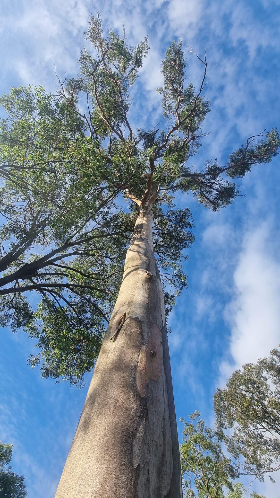 SafeWay Tree Service | Brisbane QLD