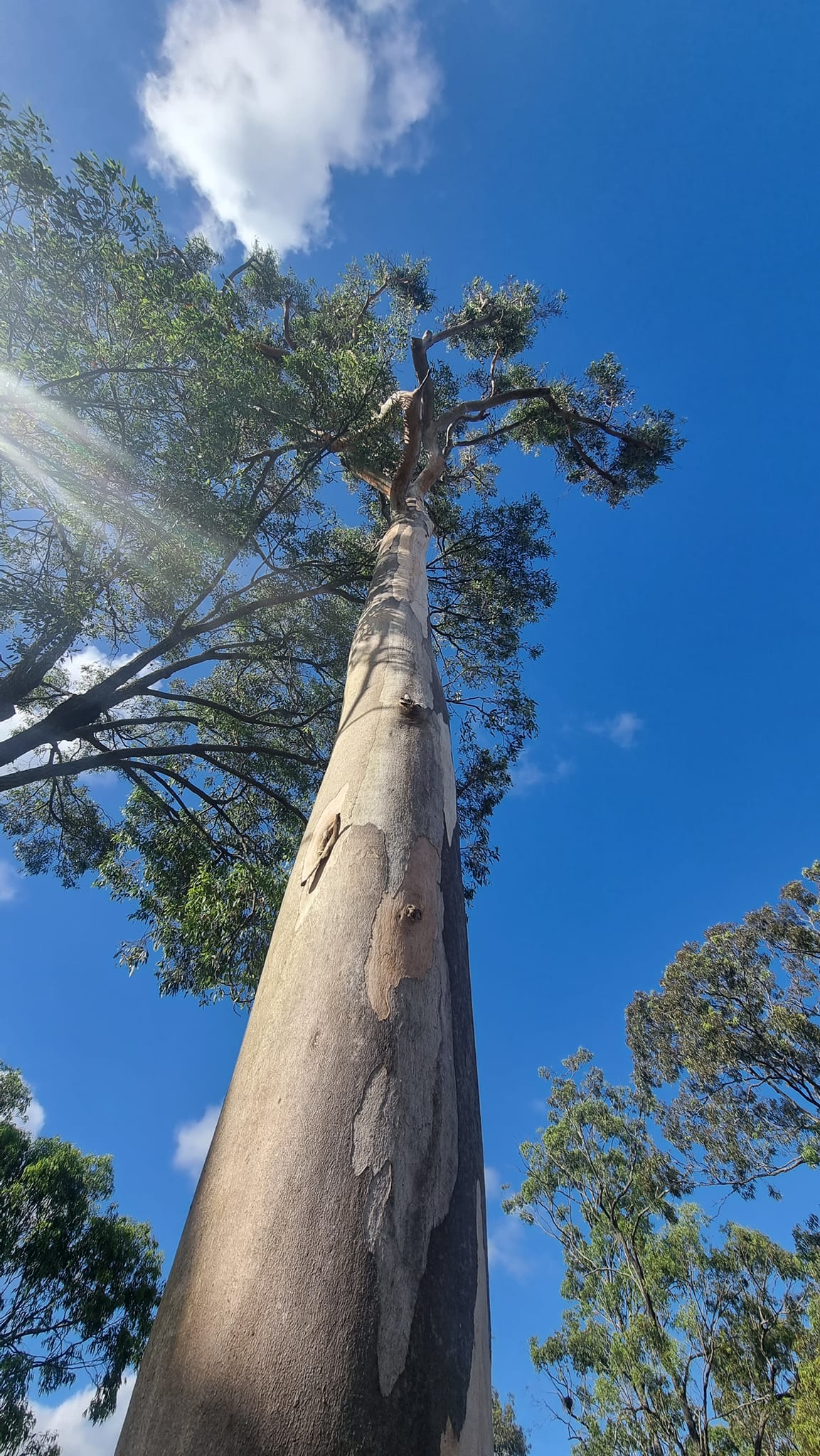 SafeWay Tree Service | Brisbane QLD