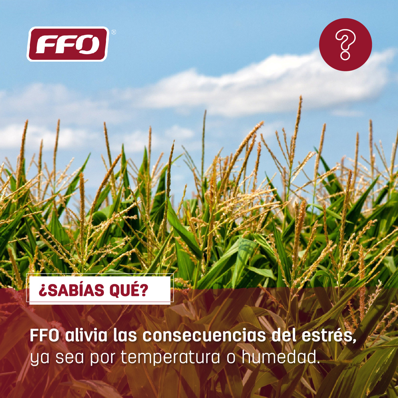 FFO - 💡¿Sabías que #FFO alivia las consecuencias del...