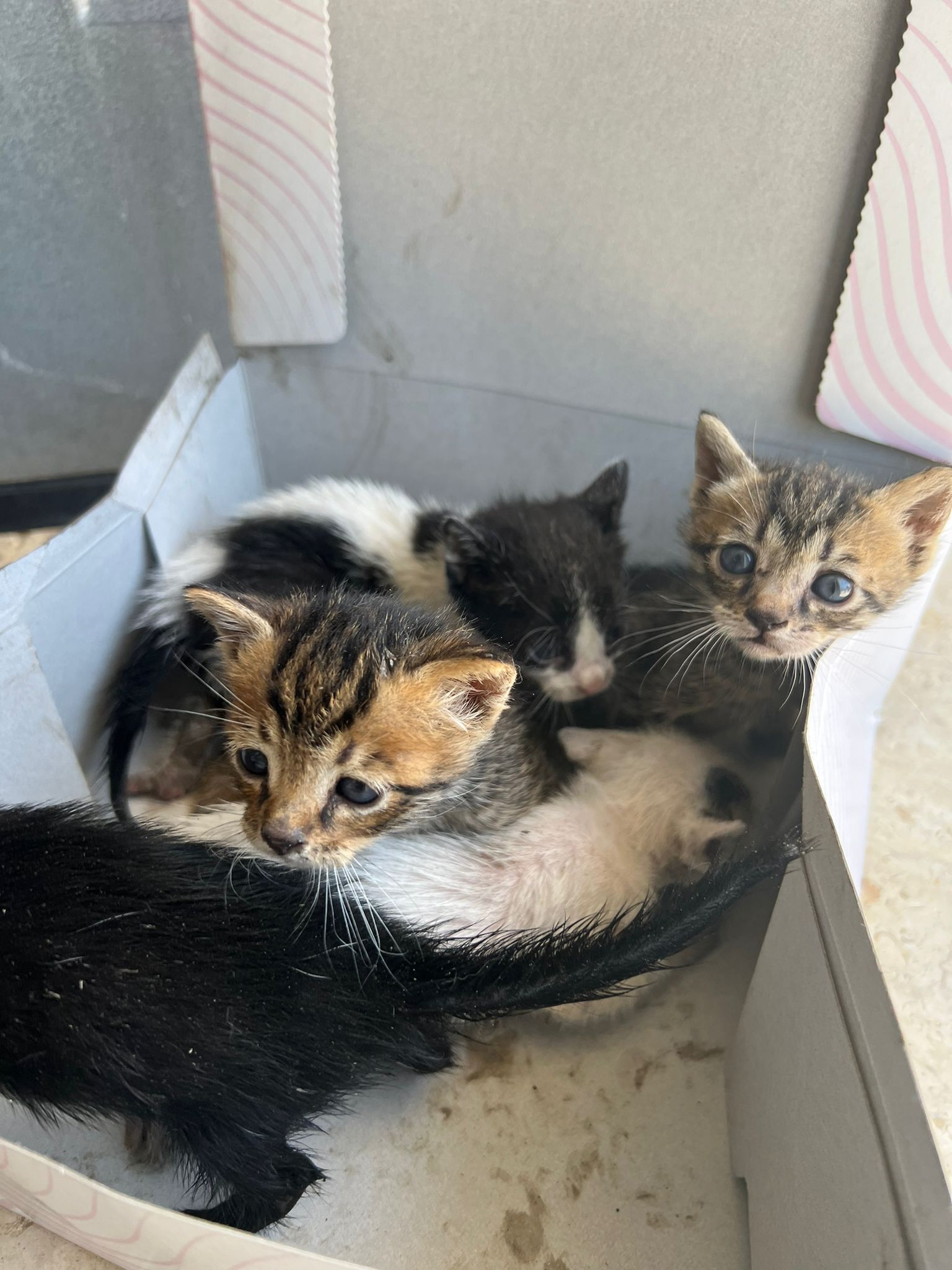 SOS Pets International