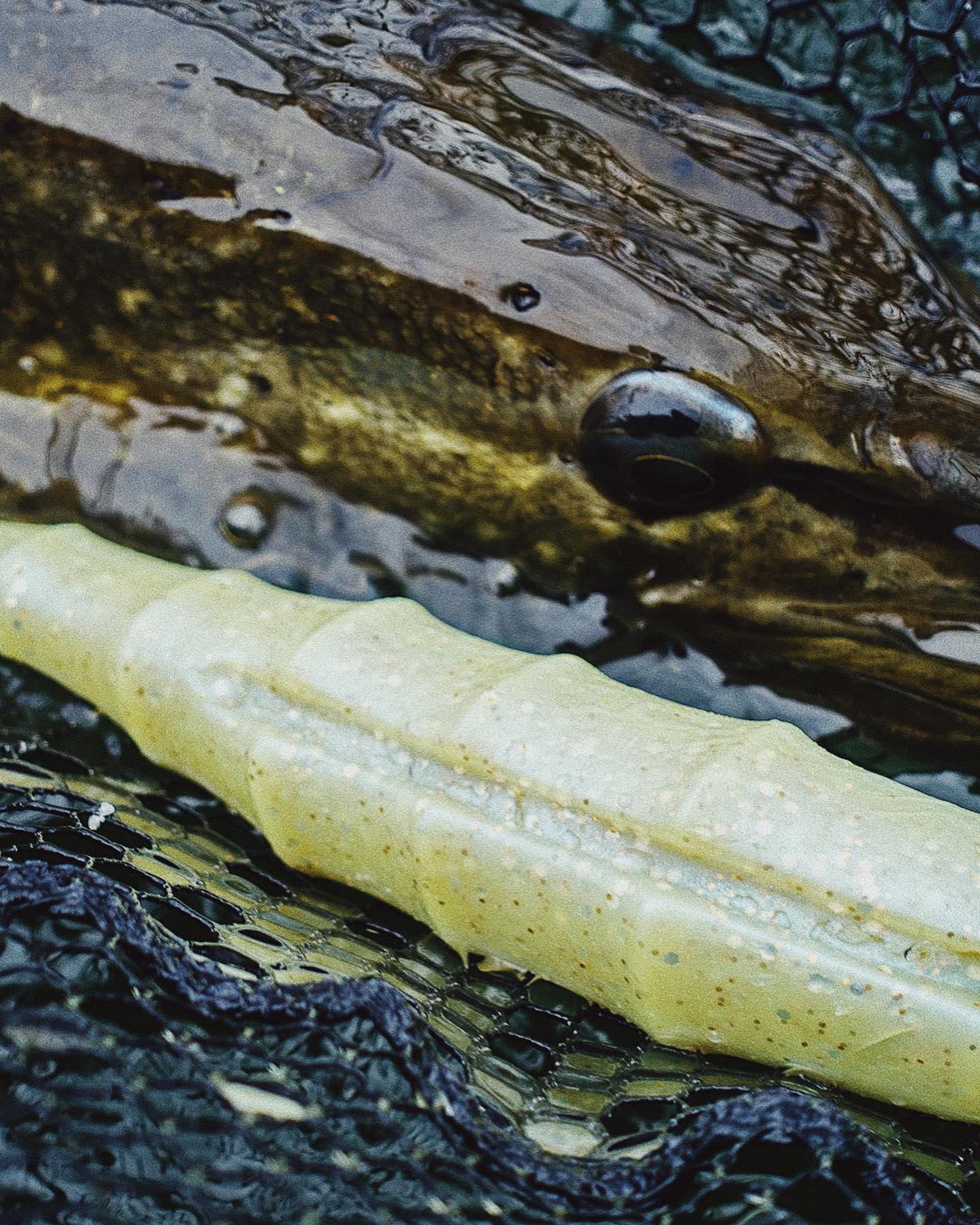 12“ Prototype and 90+ Pike: perfect combination. #nays #naysbaits 