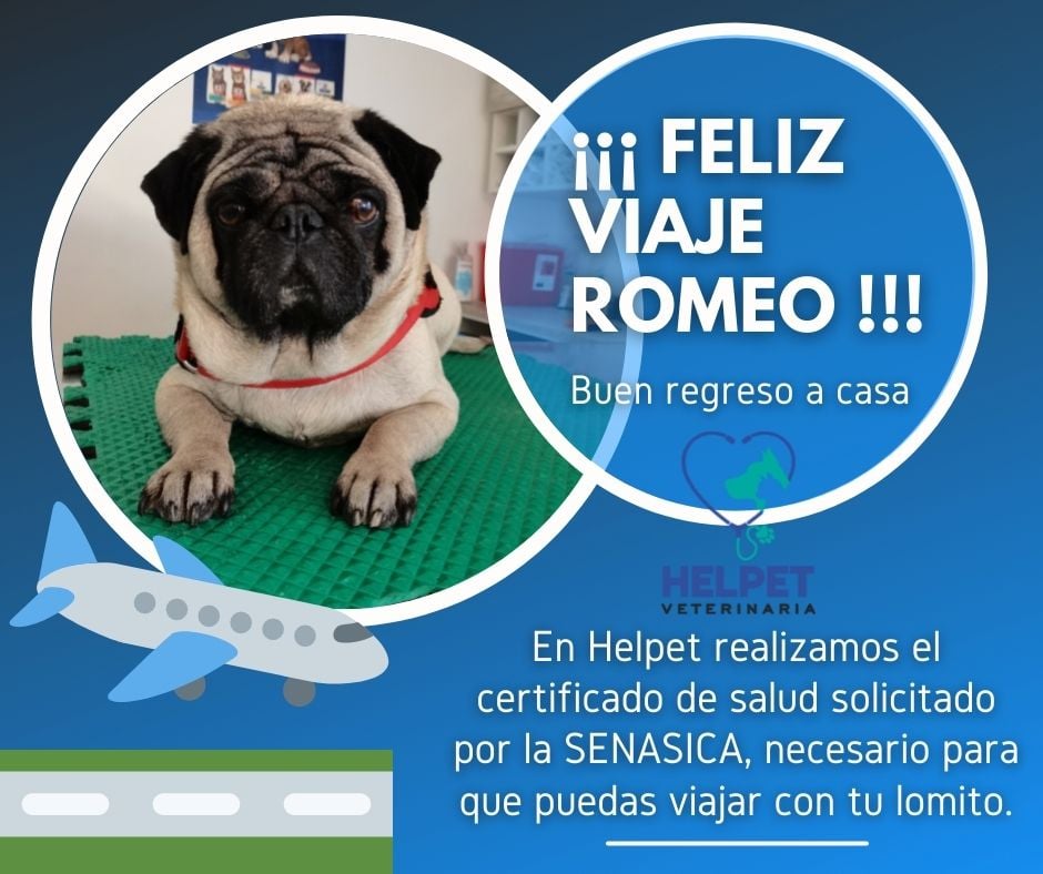 Helpet Veterinaria - ¿Vas a viajar con tu lomito o michi? 👜 ️💁‍♀️ En ...
