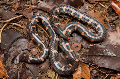 HỌ RẮN TRUN 2 ĐẦU (CYLINDROPHIS): -... - Gia đình không chân