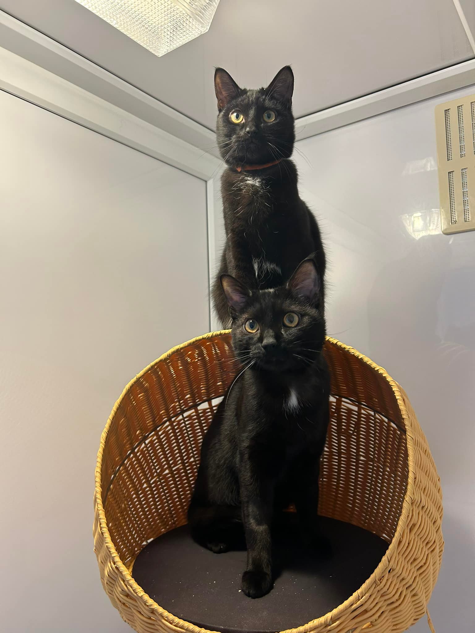 ️4... - RSPCA Bridlington, Driffield & District Branch | Facebook