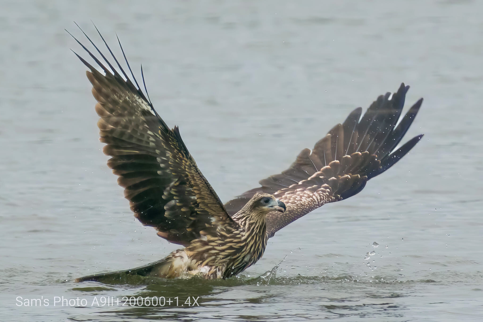 最近 嘉道理農場暨植物園 Kadoorie Farm... - 我的麻鷹手記 My Black Kite Story | Facebook