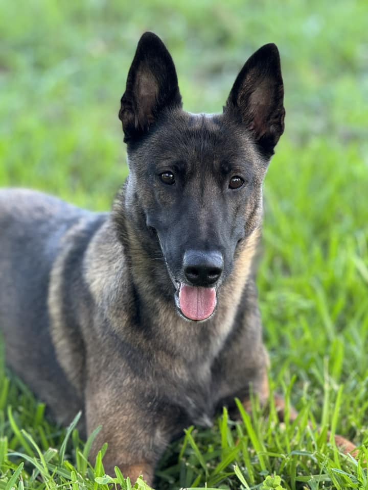 Blueline Malinois | Tool TX