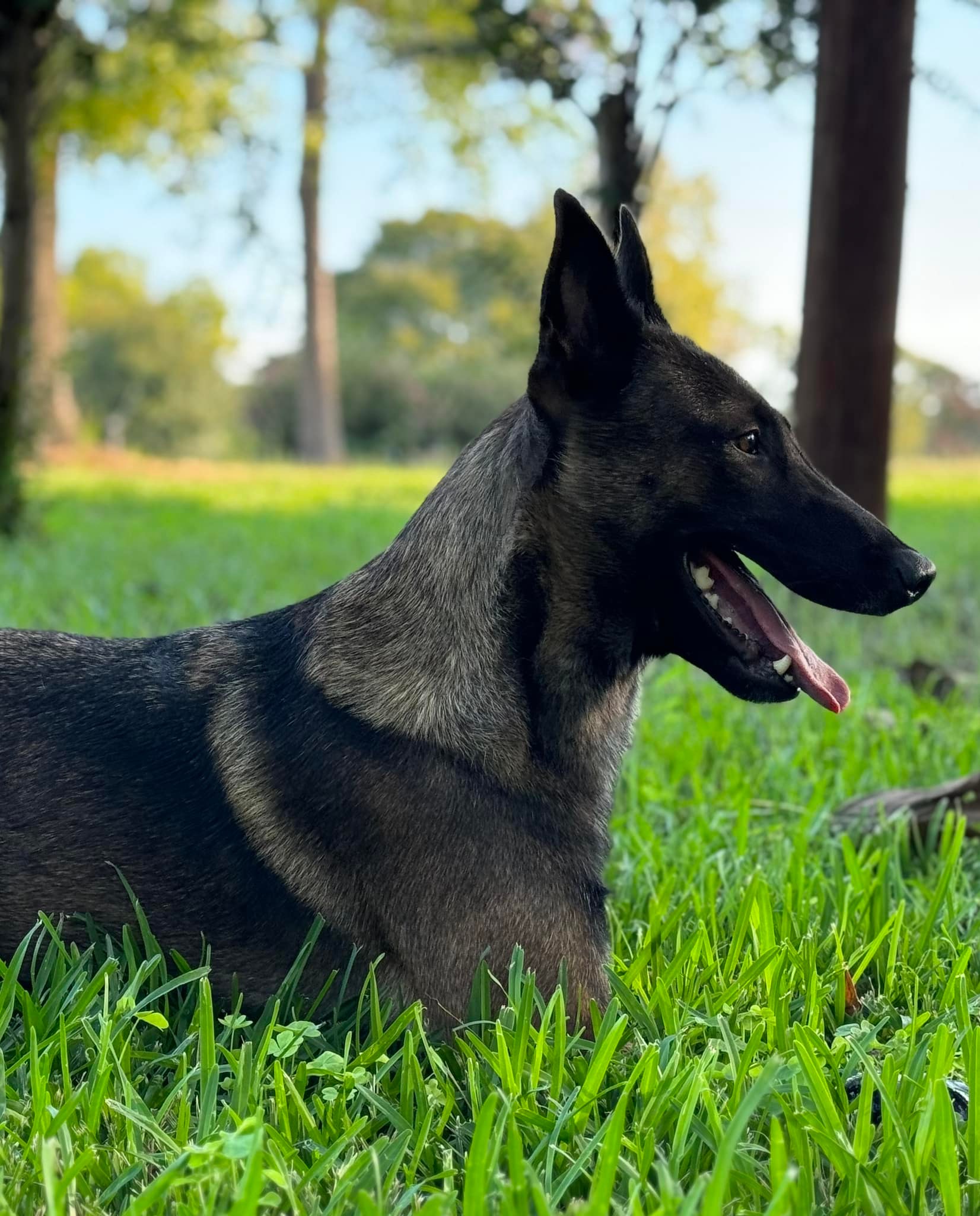 Blueline Malinois | Tool TX
