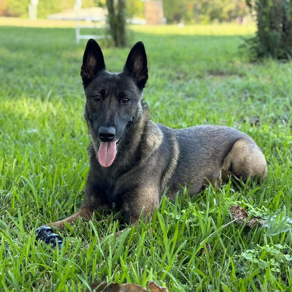 Blueline Malinois | Tool TX