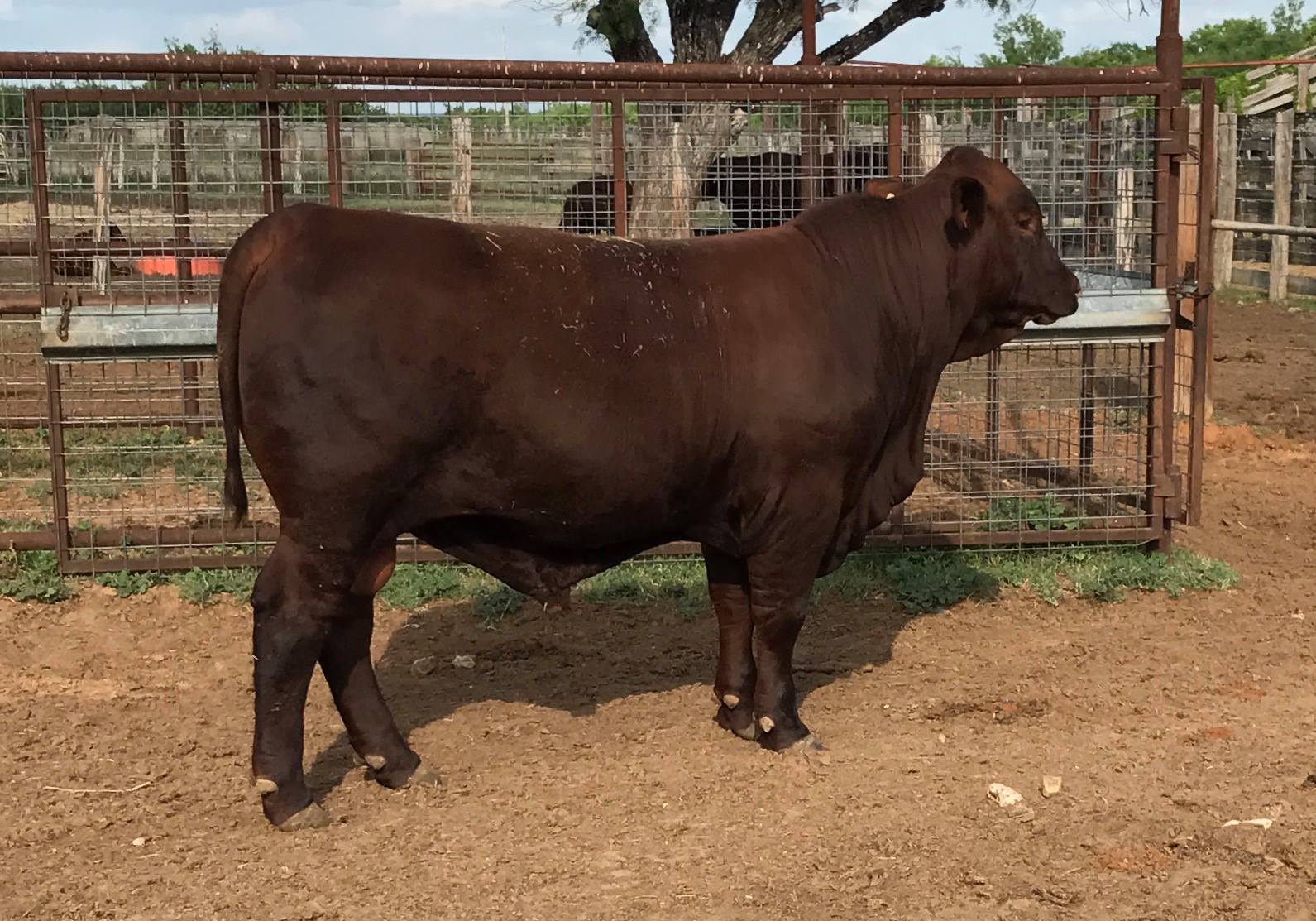 Strait Ranches - SR T19 (an embryo daughter of Never...