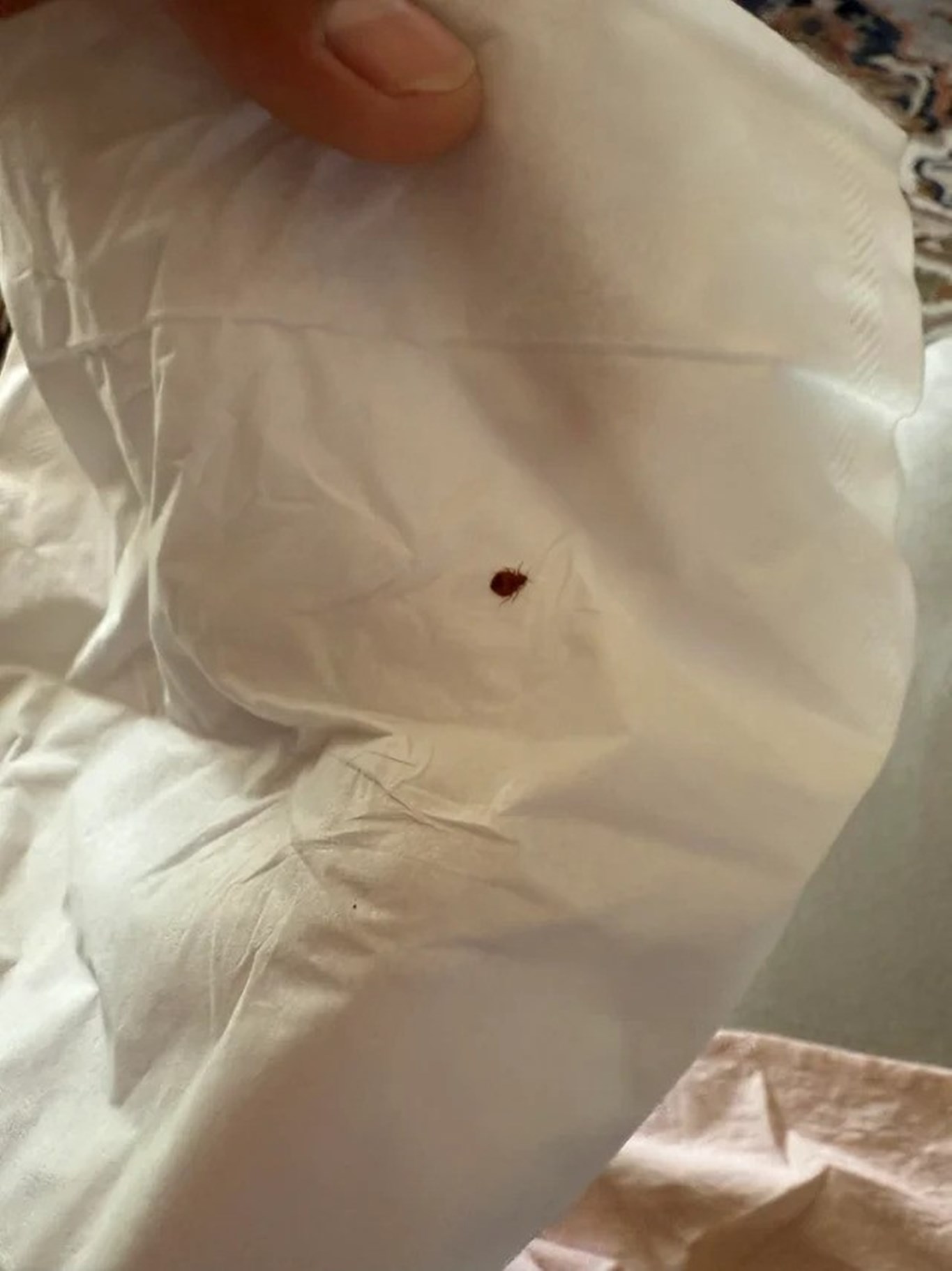 Photo inspiration: Visual Reference: Military Is This A Bed Bug Or A Tick Found