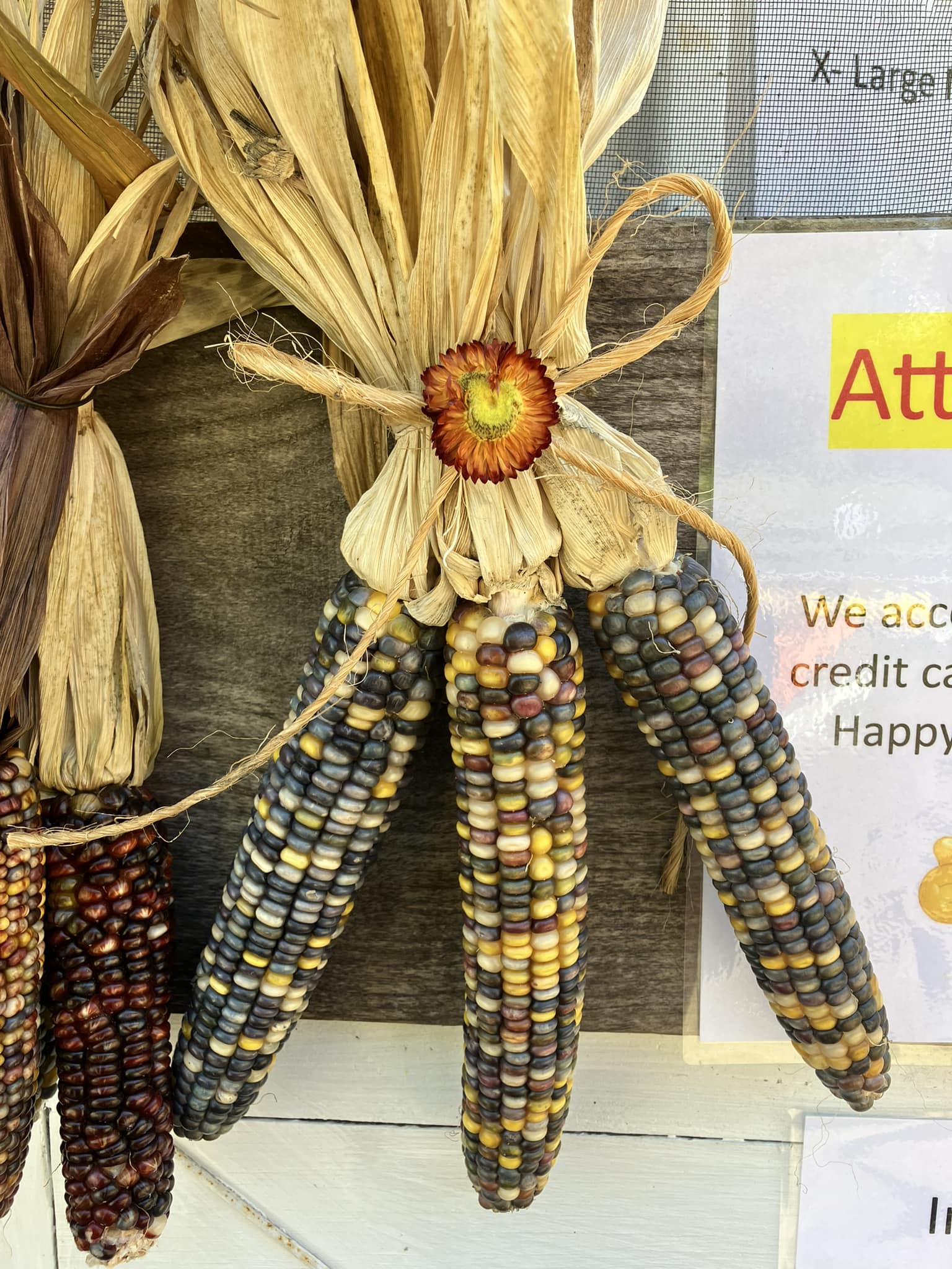 Vibrant Indian Corn colors from my garden