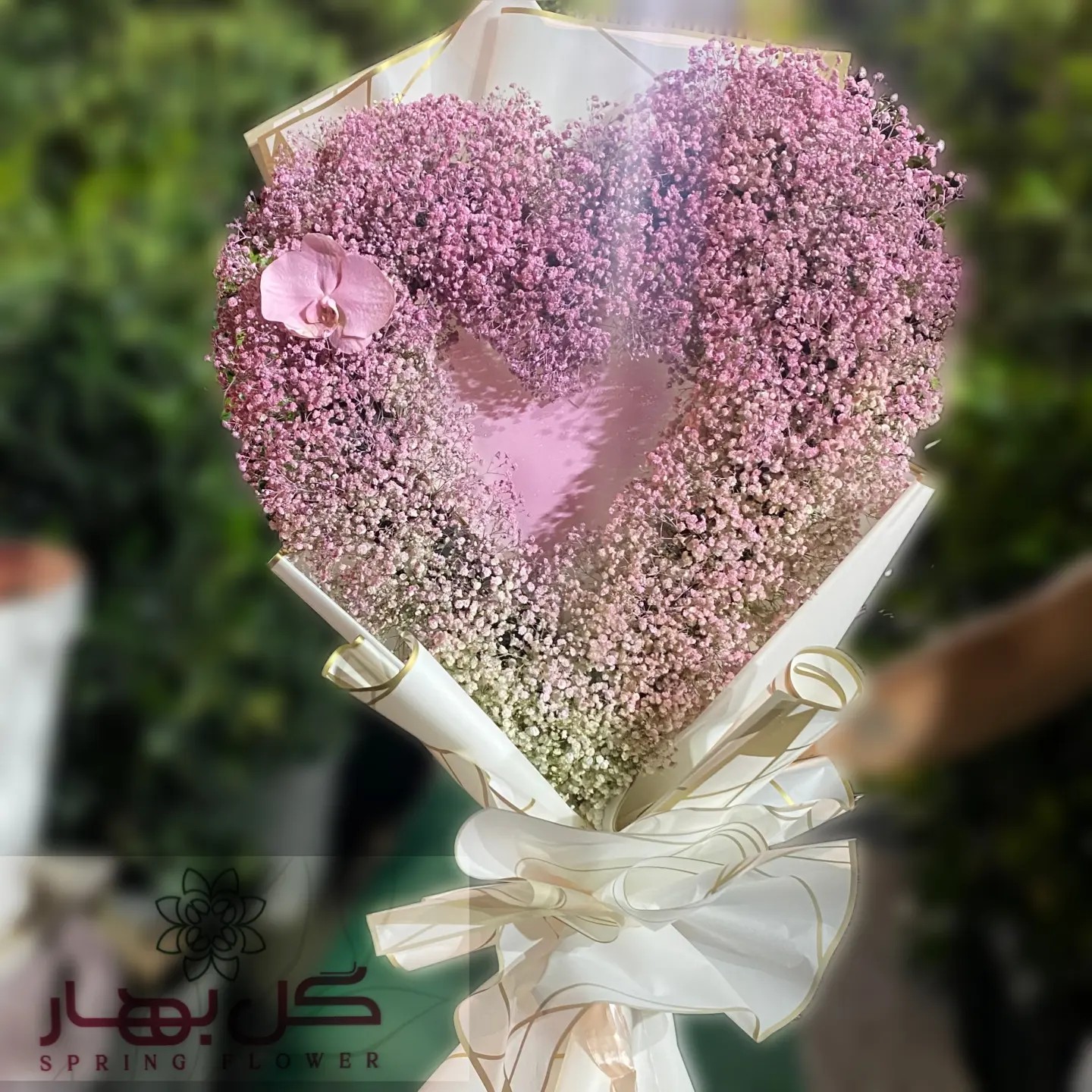 گل - درختچه زیبا کو کو س🌳مناسب فضای سبز و آپارتمان 🍀 فروشگاه گل بهار🍃 ...