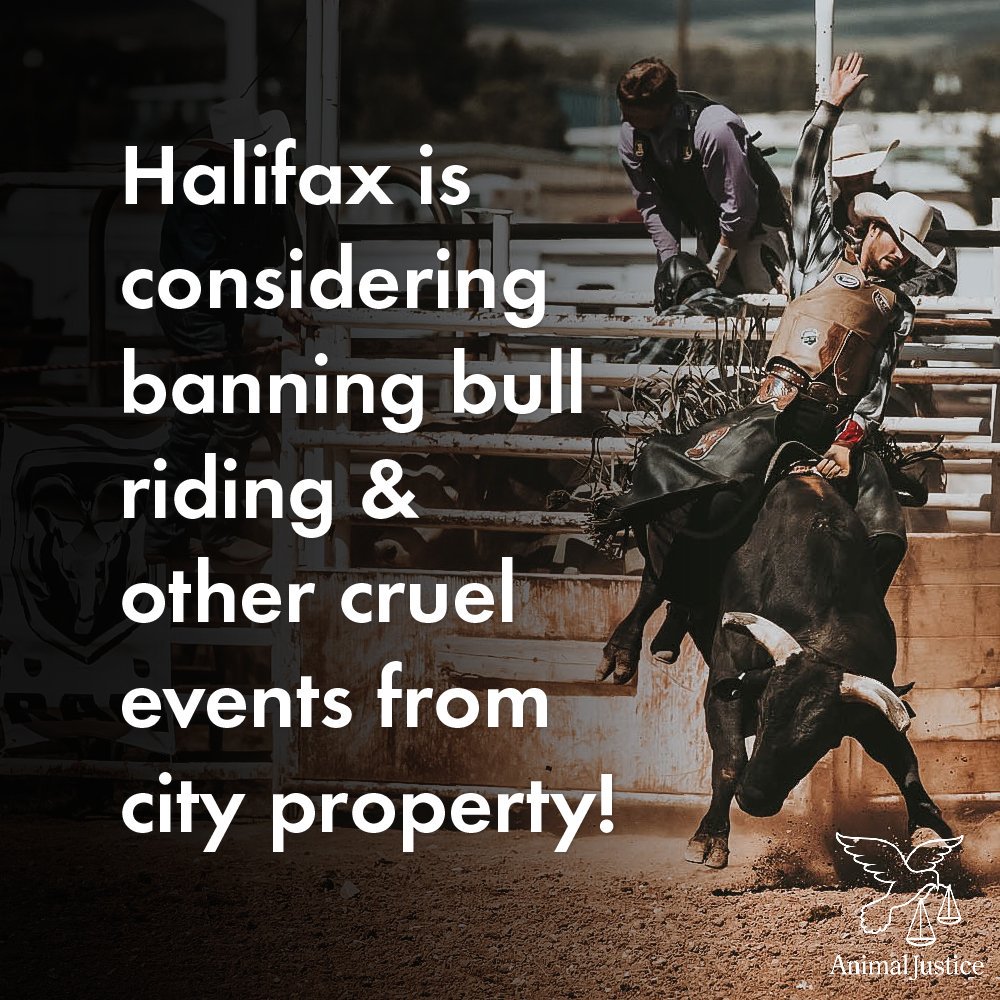Ban Rodeo Events in the Maritimes