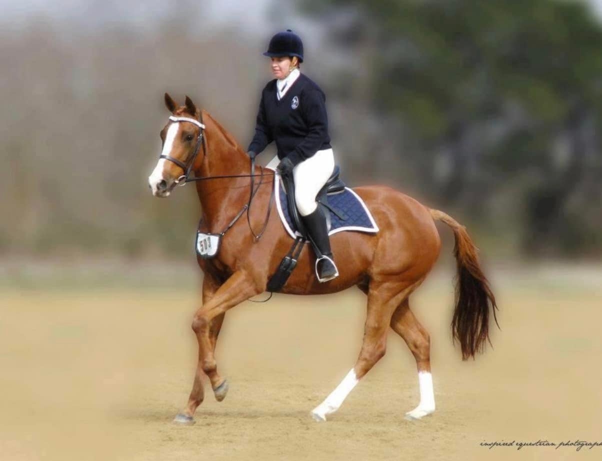 Freshmans Showjumping Victoria | Facebook
