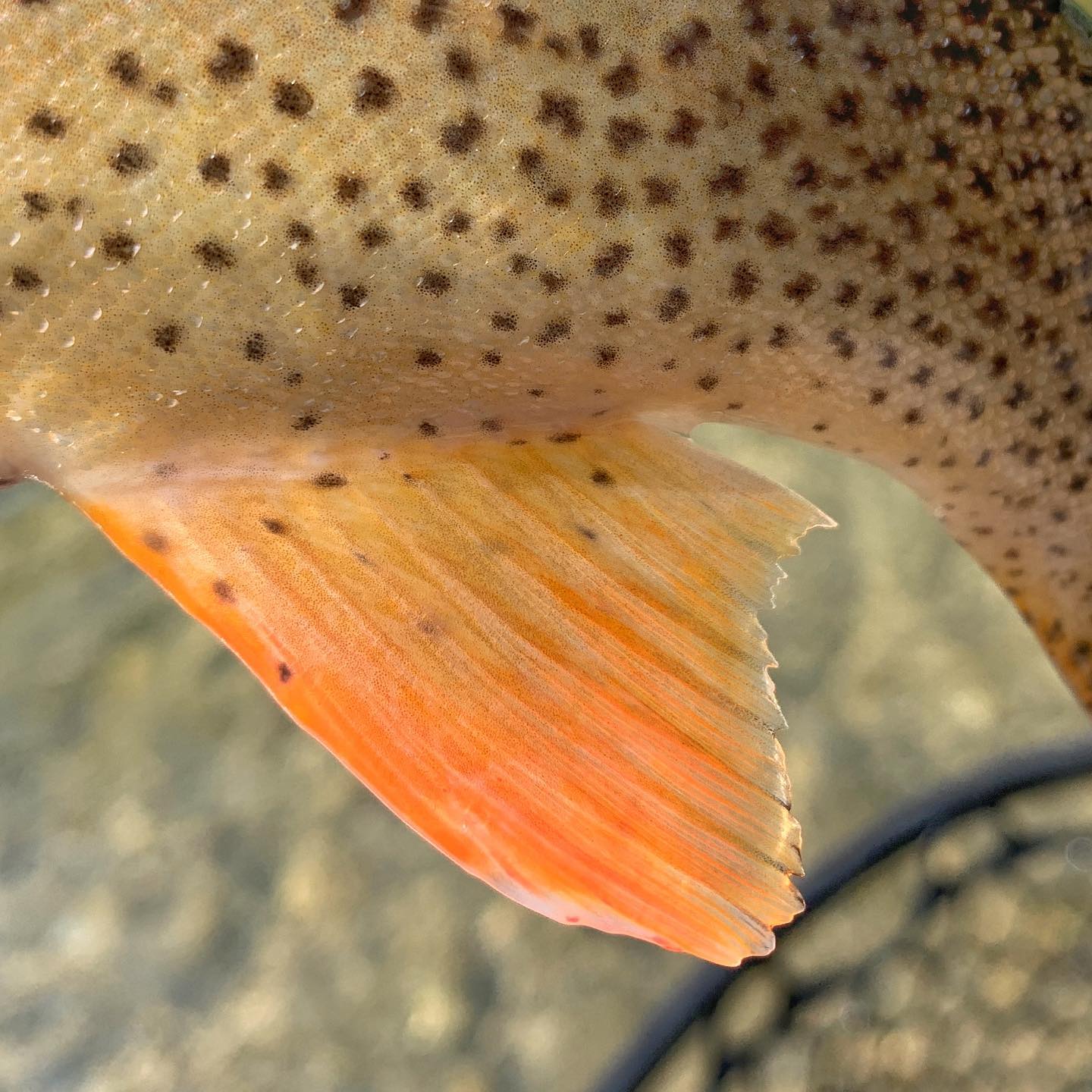 Our favorite fall colors #flyfishing... - RoundRocks Flies