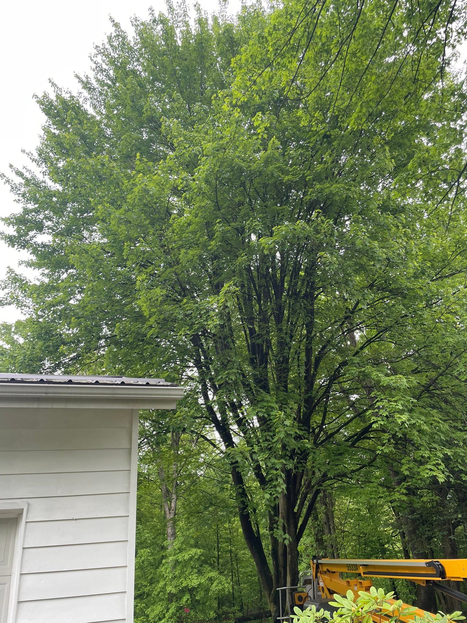 Mild Tree Care