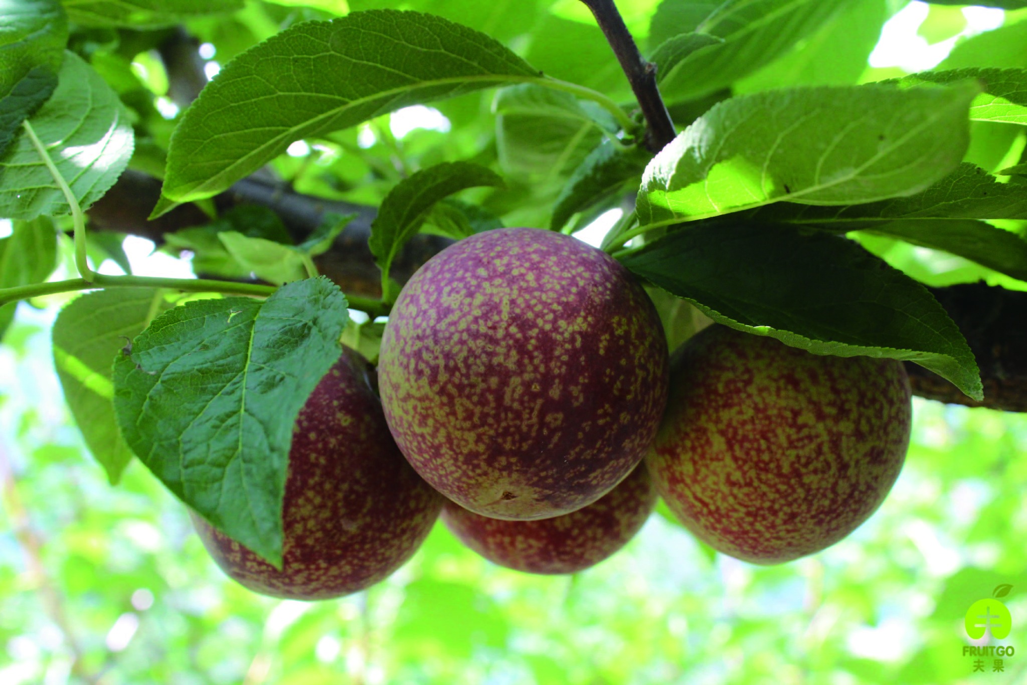 夫果 Fruit Go - 西瓜李開放訂購ლ(´ڡ`ლ) 訂購這裡去👇 https://reurl.cc/e3Qrd7 今年大約6月底開始出貨 ...
