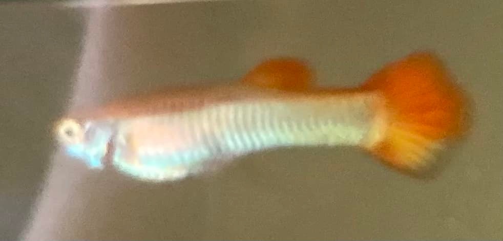 30 Live Guppy Fry – Beginner Friendly, Colorful Tropical Freshwater Fish