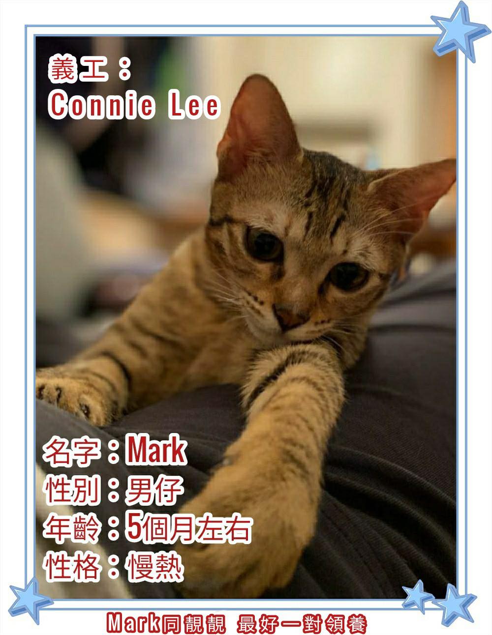 香港貓狗領養協會 - 大家好，我係Mark，男仔，5個月大～慢熱 想知我Mark仔係咪好似Mark哥咁有型～約定你... | Facebook