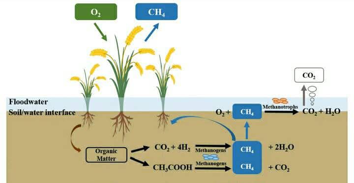 NGA - How Rice Farming Produce methane and nitrous oxide and contribute ...