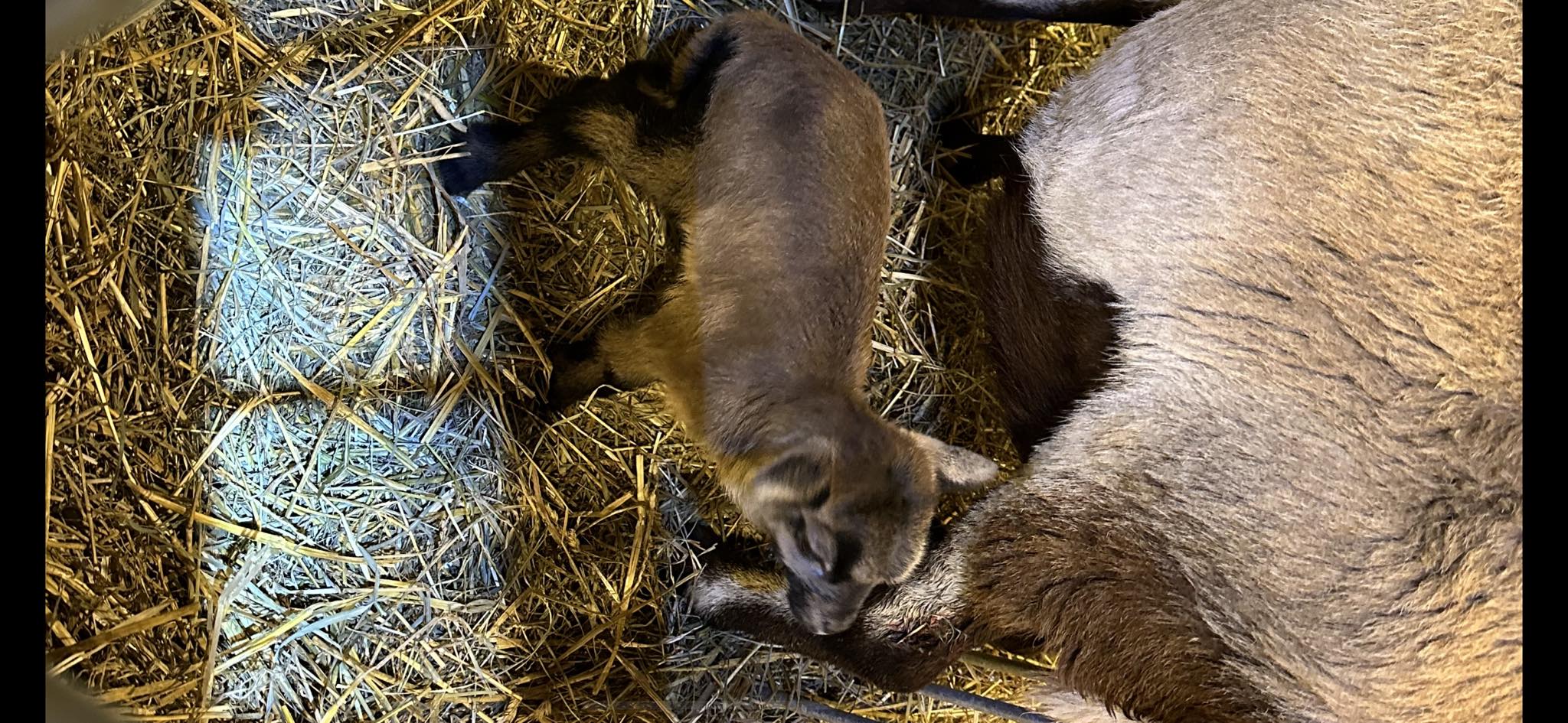 Snyder’s Sheep and Goat Farm | Everett PA