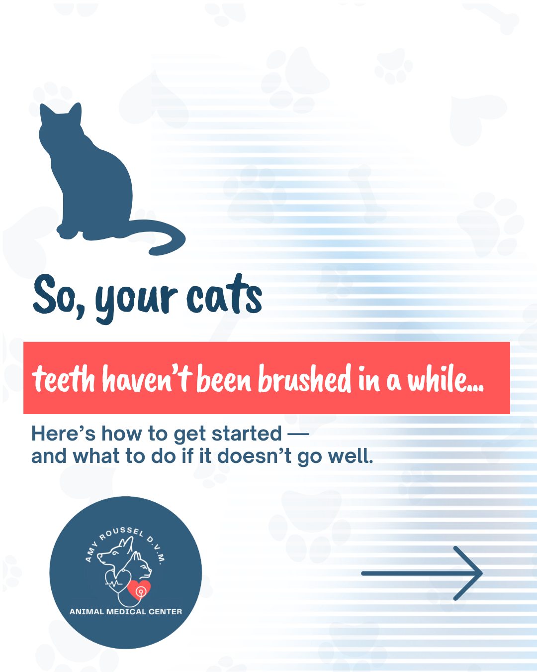 Veterinarian examining a cat's teeth during a dental check-up