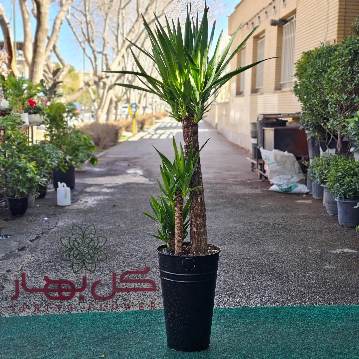 گل - درختچه زیبا کو کو س🌳مناسب فضای سبز و آپارتمان 🍀 فروشگاه گل بهار🍃 ...