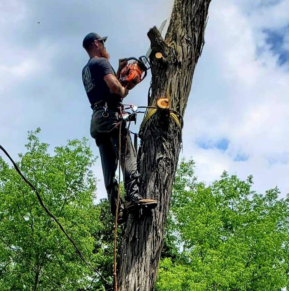 Riggins tree services