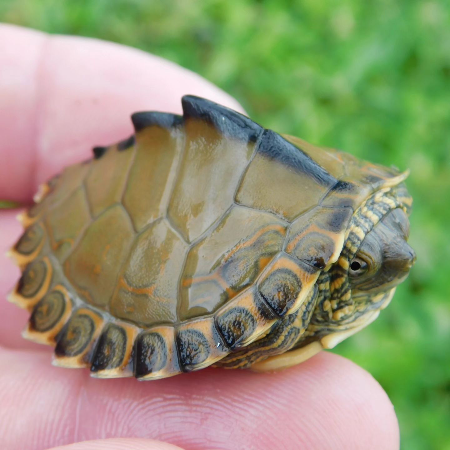 Can’t get enough of the baby ridges... - The Reptile Report