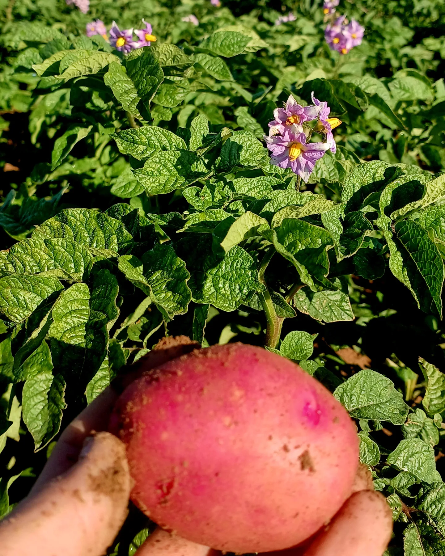 🥔 Variedad RUDOLPH. - Patatas Villajos | Facebook