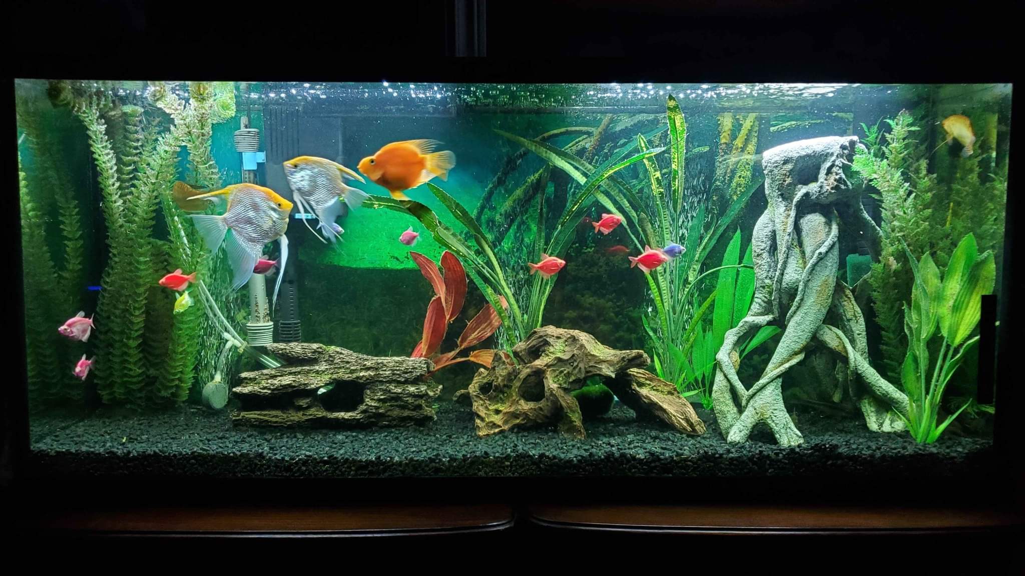 55 gallon aquarium Aquariums Inverness, Nova Scotia Facebook