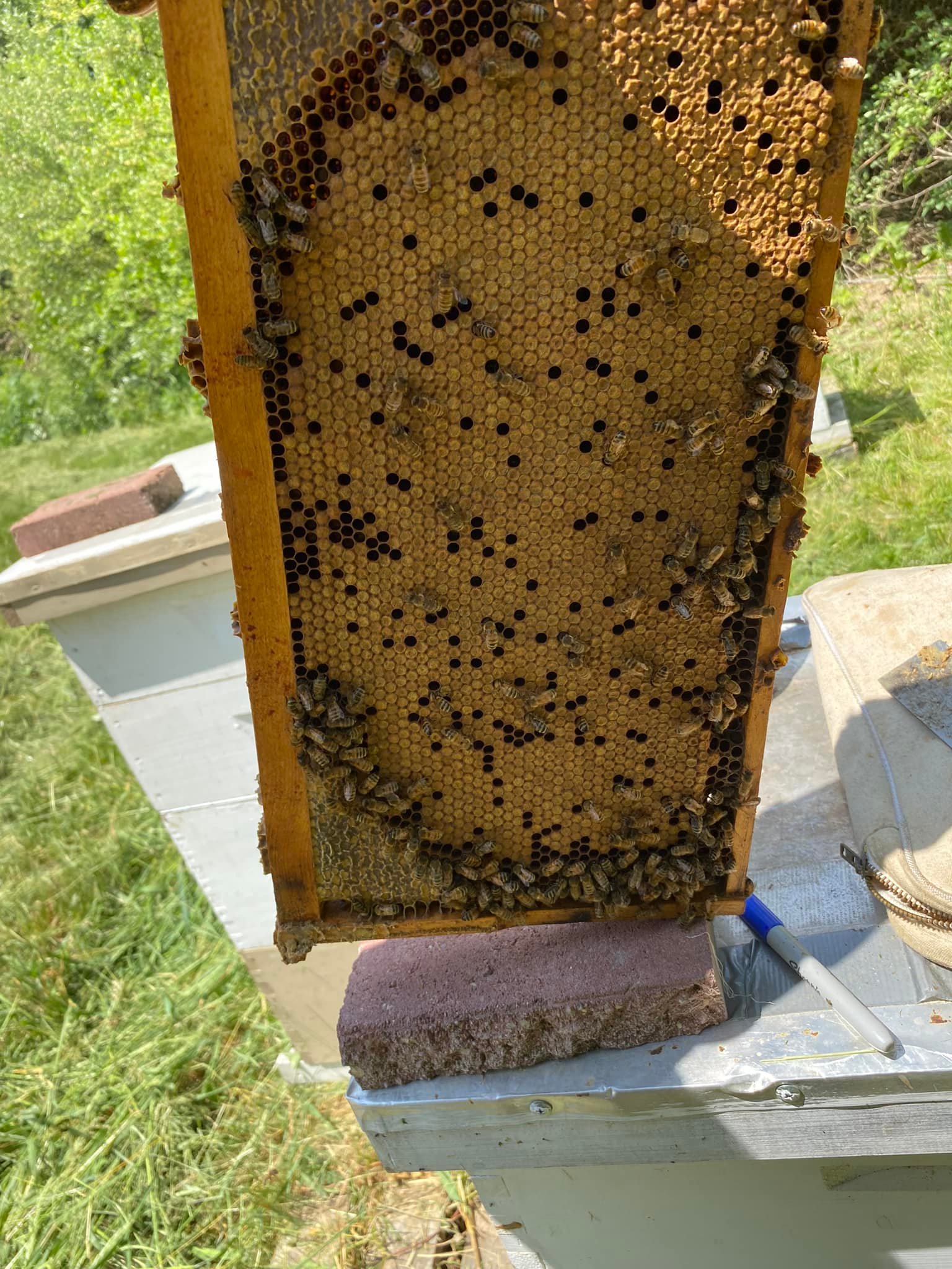 Overwintered Michigan Queen brood... - TC Farms of Michigan | Facebook