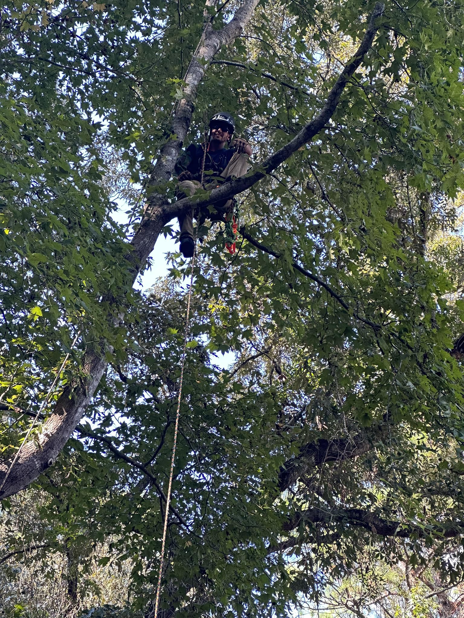 Tree assault tree care | Lexington SC