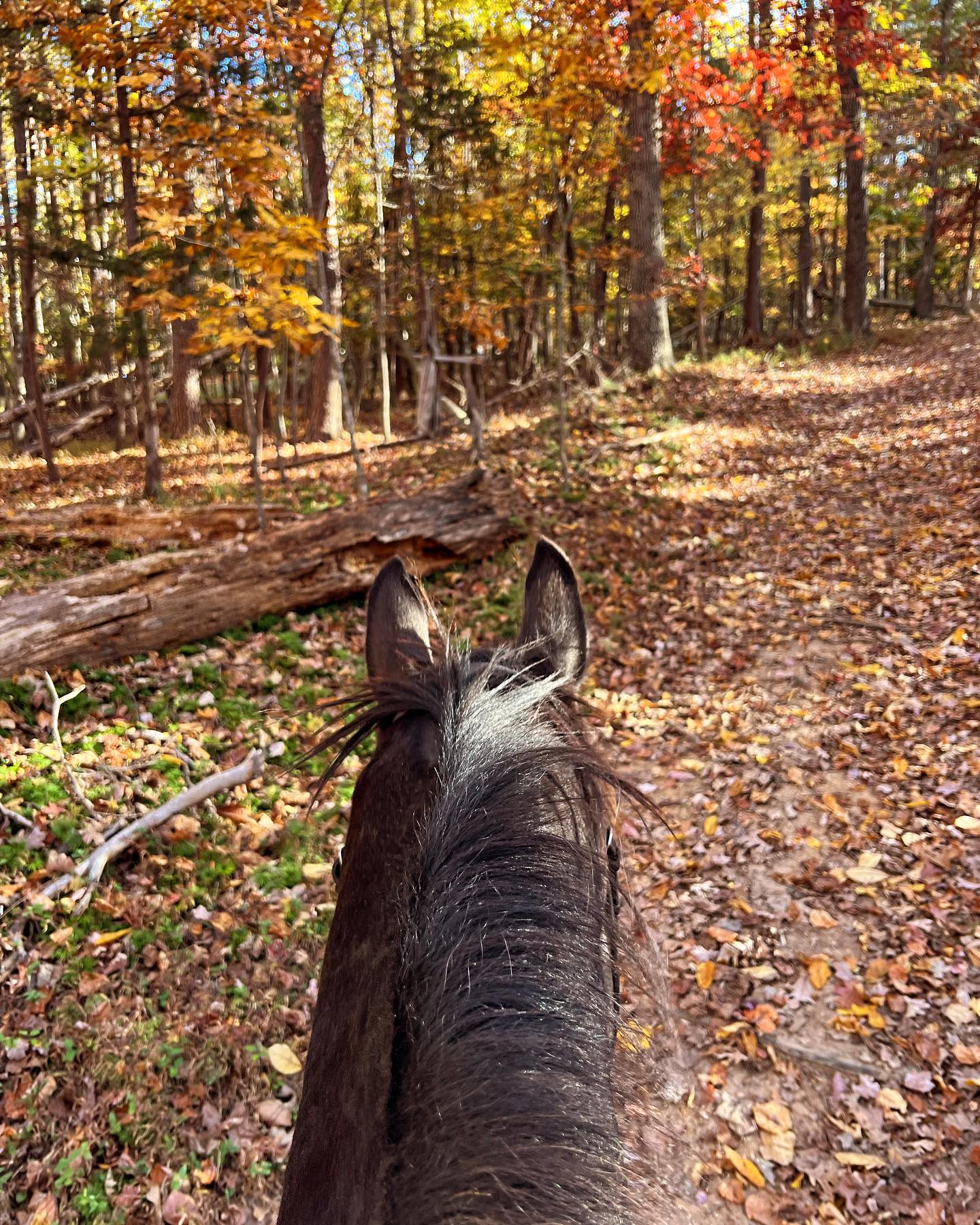 Cannon Ridge Farm | Afton VA