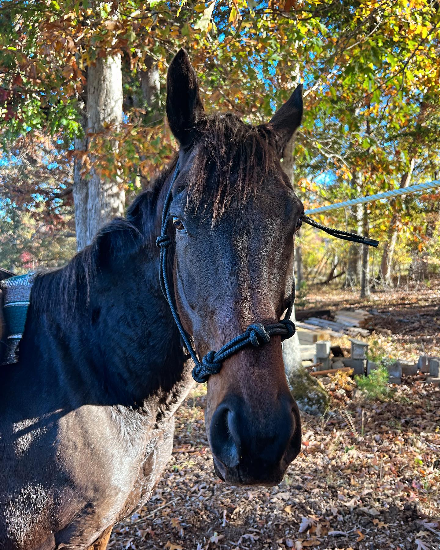 Cannon Ridge Farm | Afton VA
