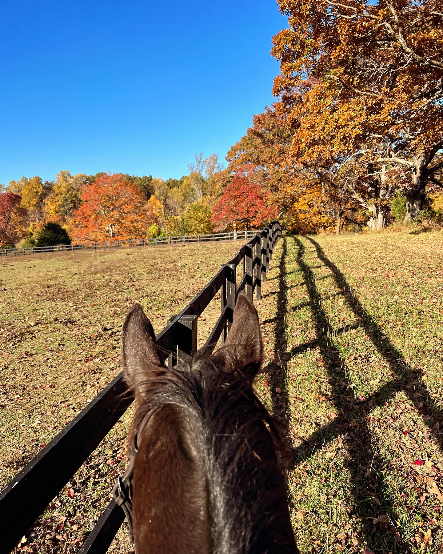 Cannon Ridge Farm | Afton VA