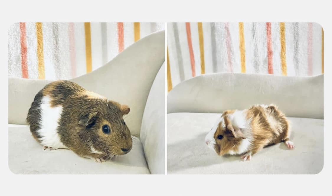 New guinea pig owners seeking advice for Rumi, Brown, and Zoey's care