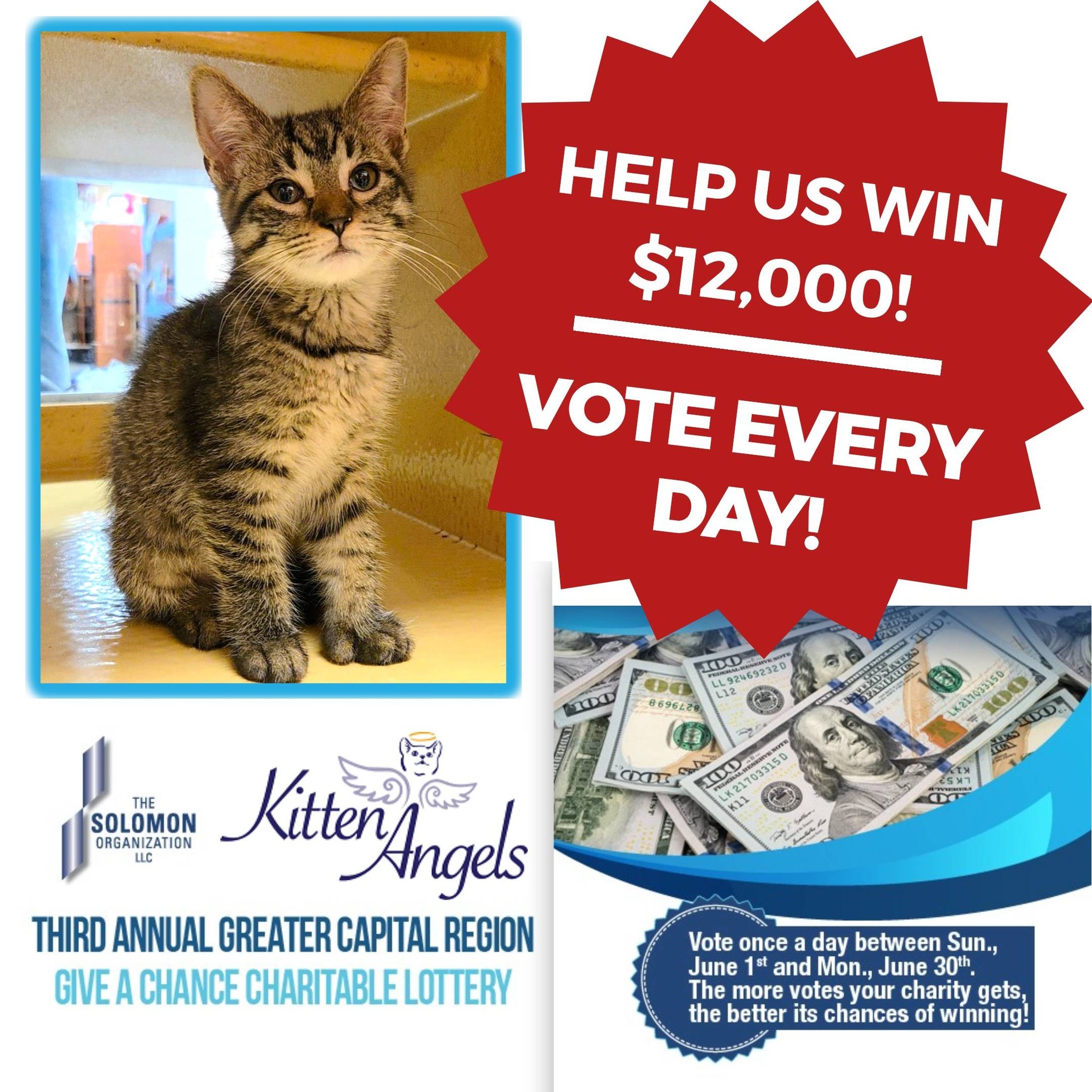 Kitten Angels - 🚨 DAILY VOTING REMINDER: Vote ONCE every... | Facebook