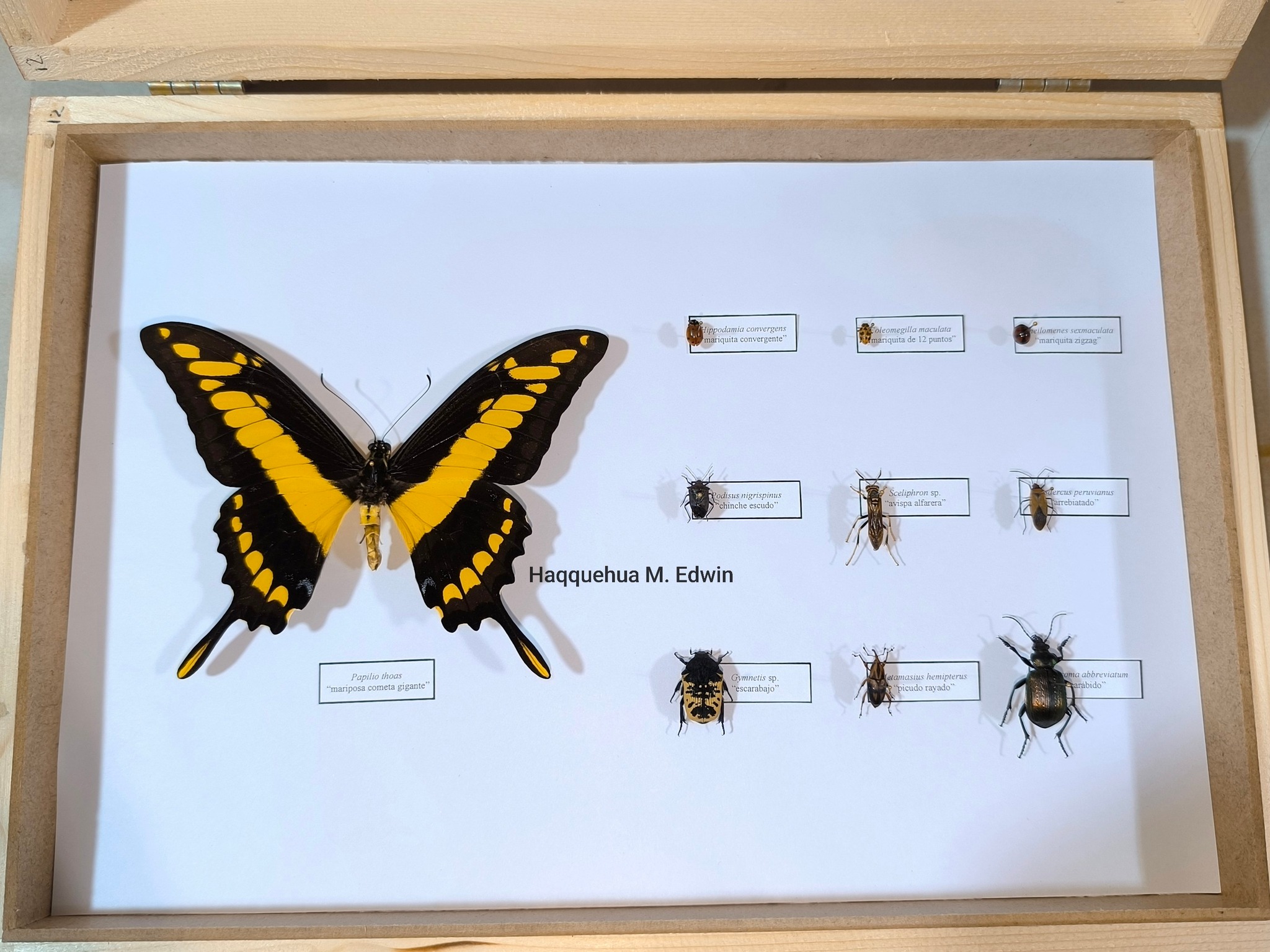 Insectos Perú - Entomología | Trujillo