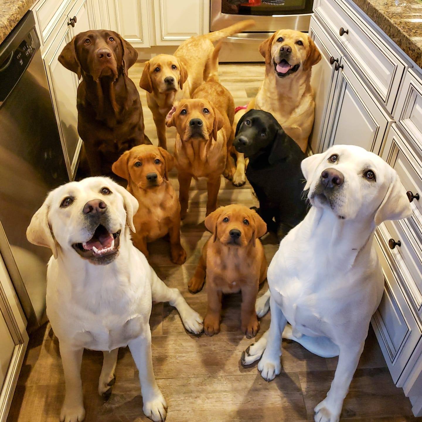 Barton Labs - Water time! #bartonlabs #bartonlabradors #montana #Utah # ...