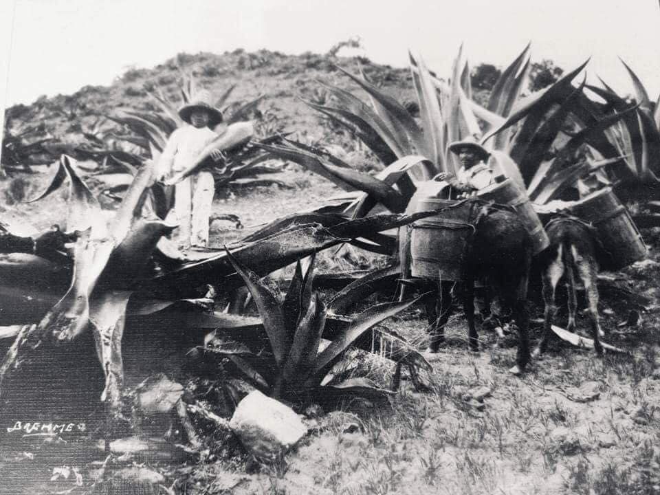 El pulque Para los... - Xalapa Antiguo, análisis y opinión | Facebook
