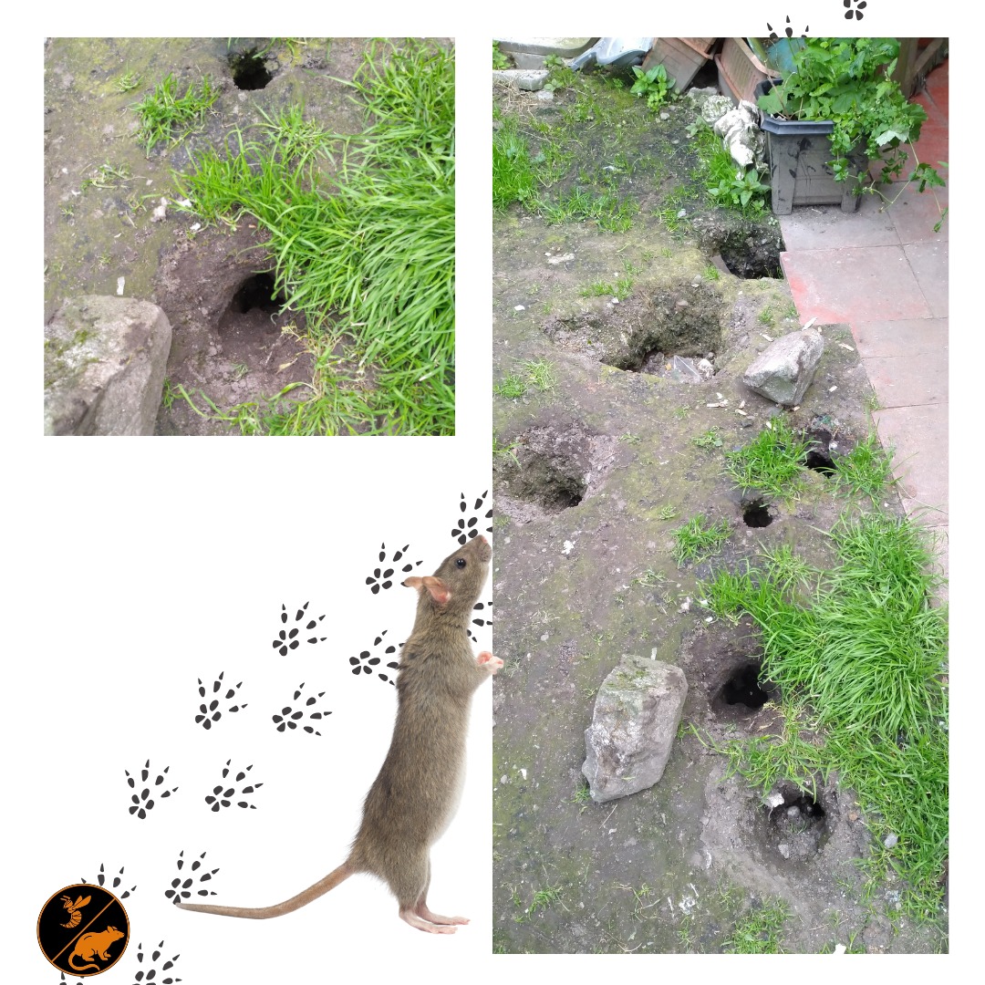 Alerte - 🐀 Attention aux invasions de rats ! 🐾 Voici un exemple concret ...