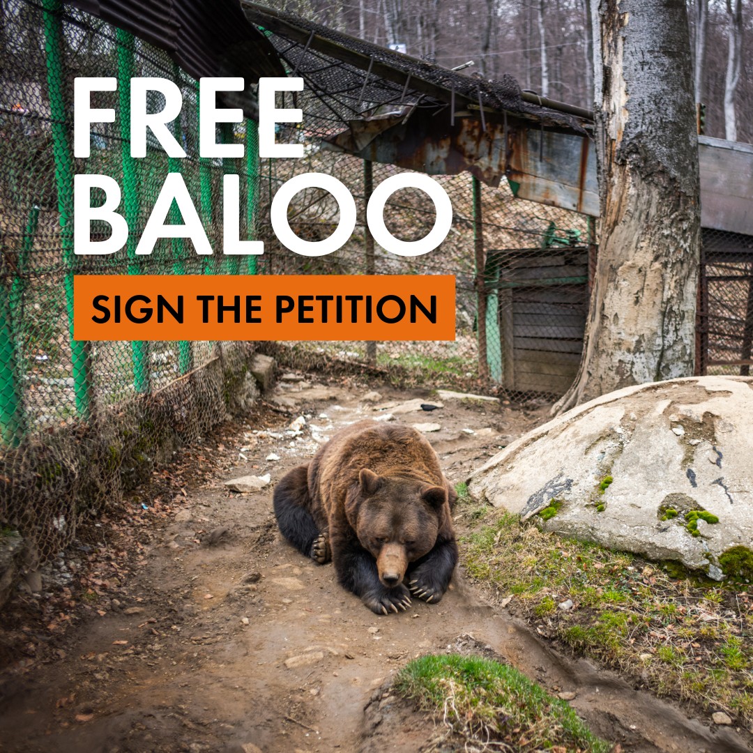 World - For the last 23 years, a bear named Baloo has been caged at a ...
