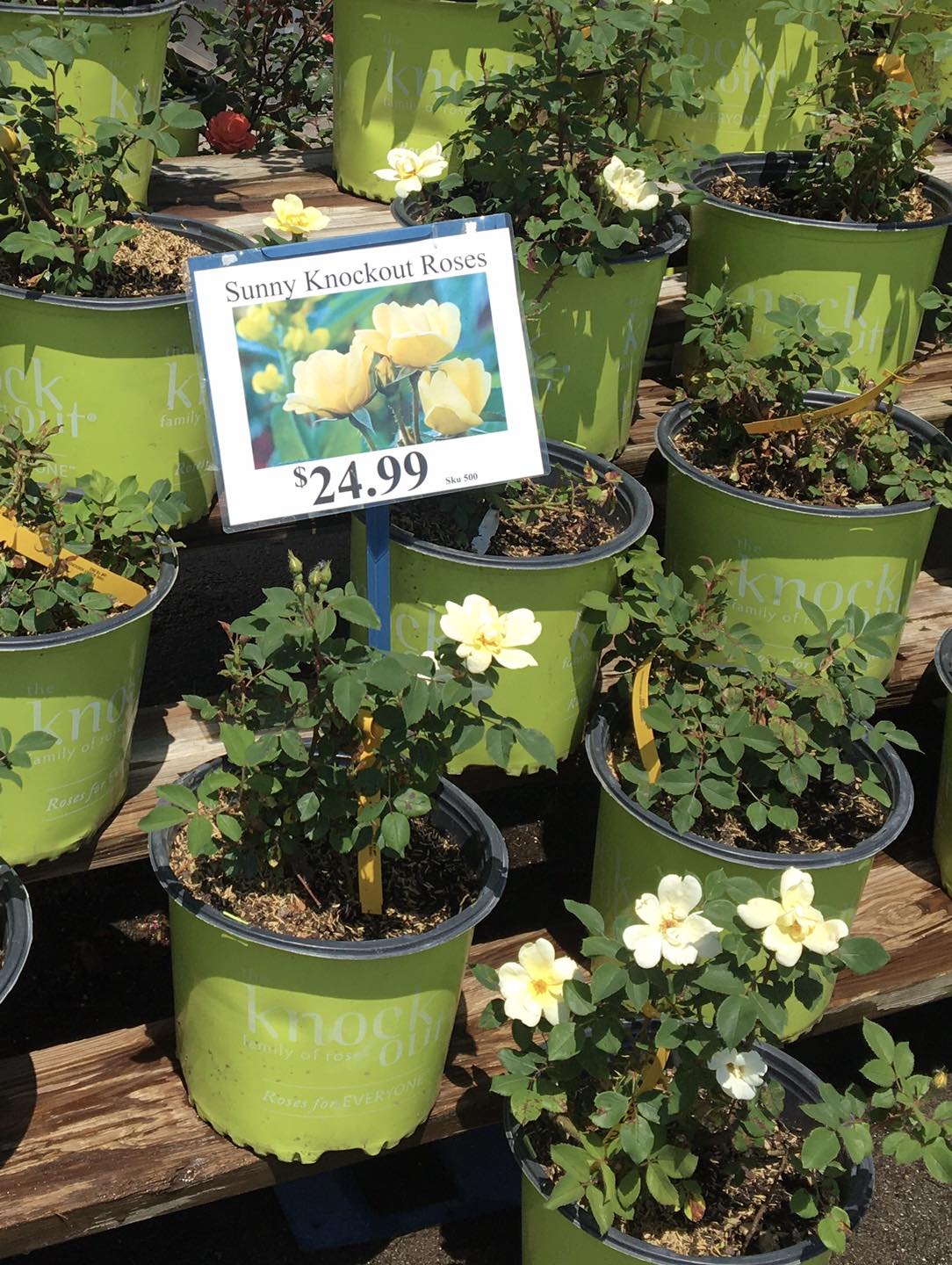 Our knockout roses are in bloom!... - Didier Home & Hardware
