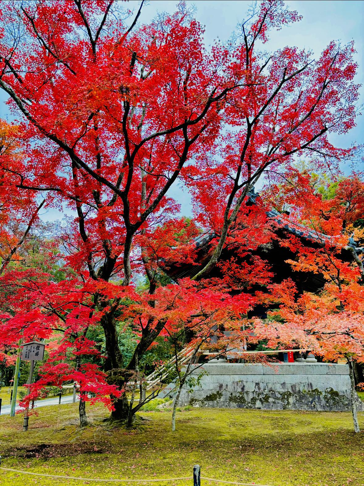 What are the names of these trees in Kyoto, Japan?