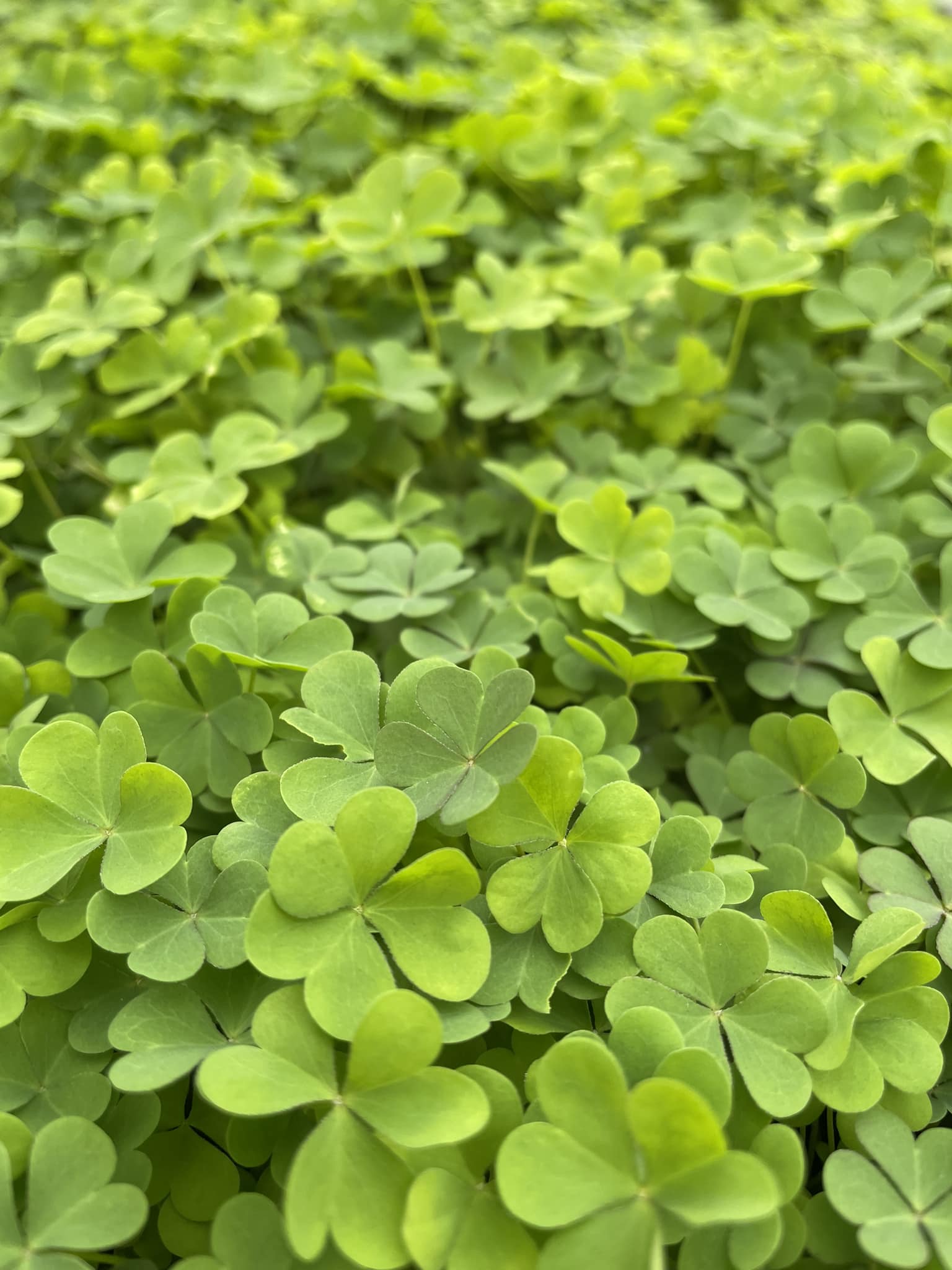 Copperhead Row Hemp Farms | Grantsville WV