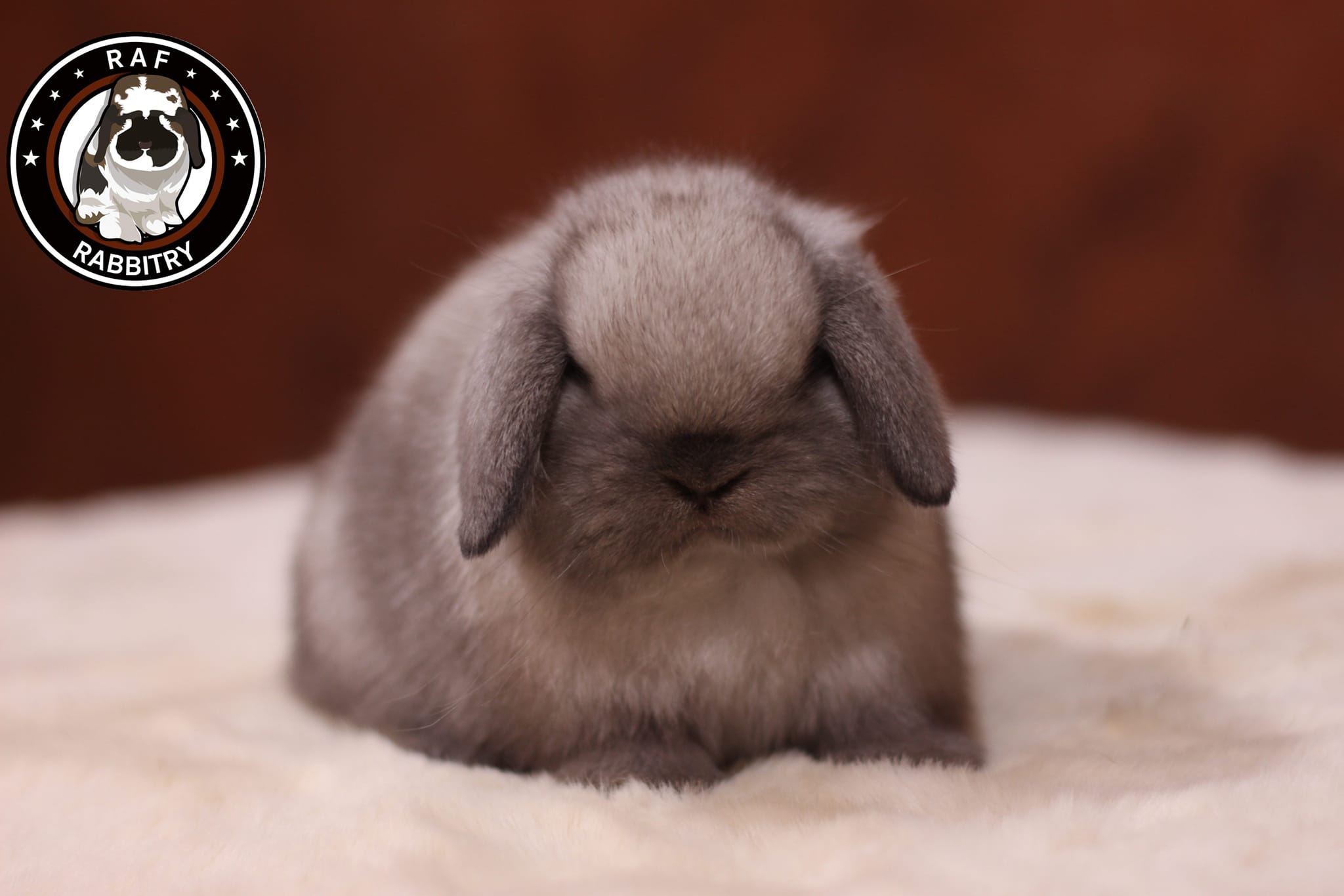 RAF Rabbitry | Nonthaburi