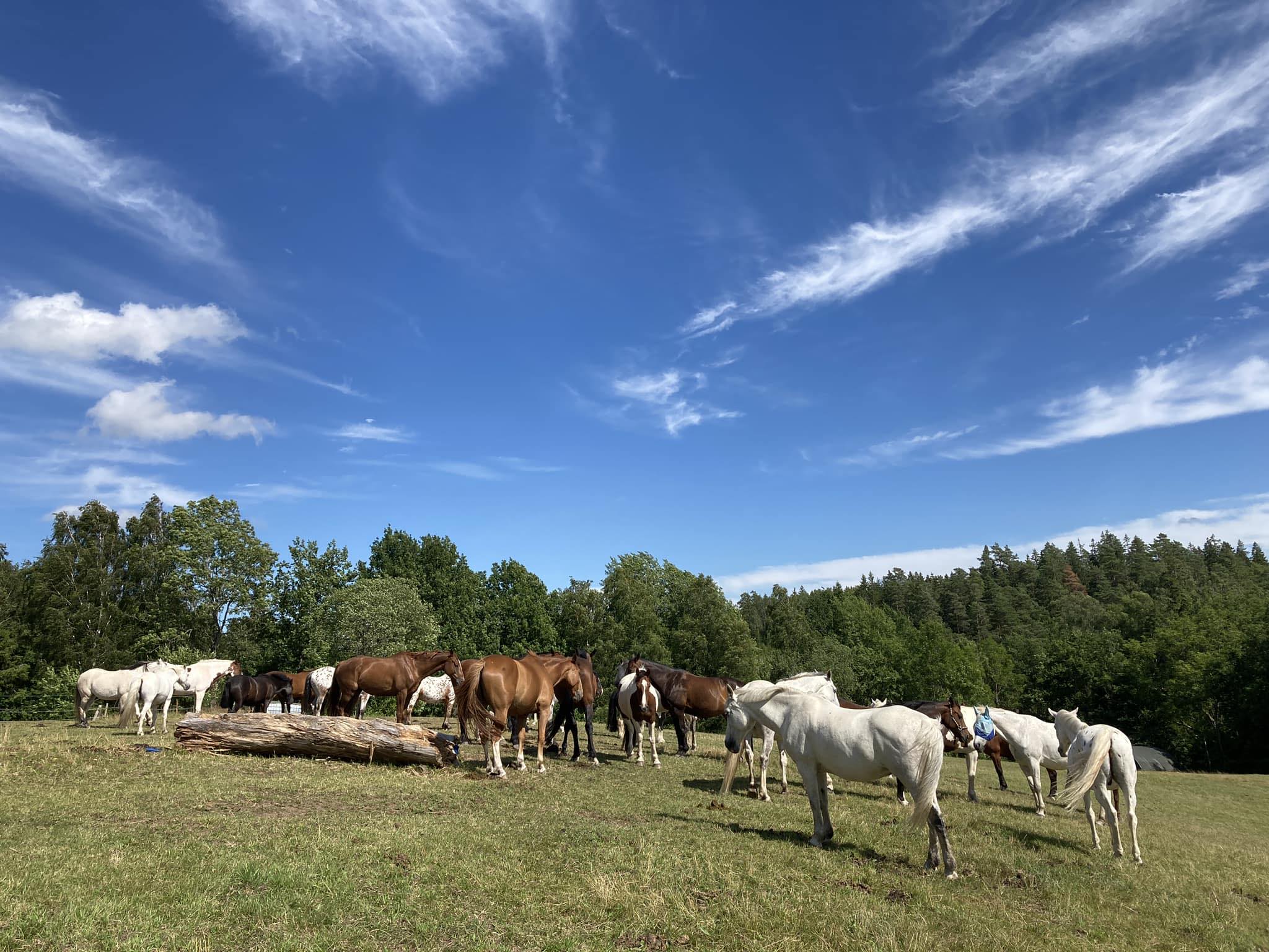 Ridklubben i Grästorp - Hurra Hurra!! Rekord i Julshopen - tillsammans ...
